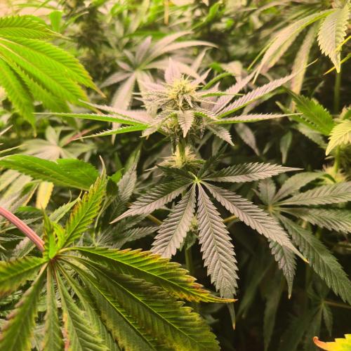 Frozen Cherry Runtz. Week 10