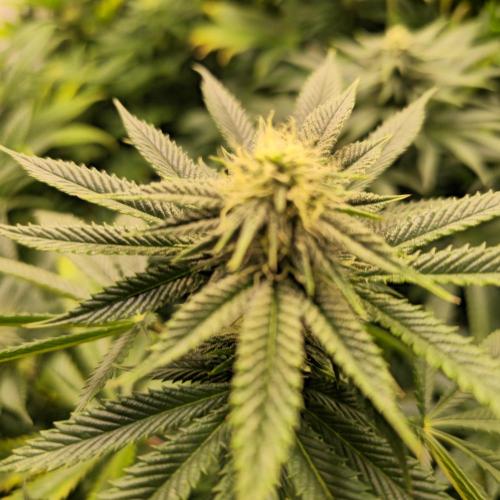 Frozen Cherry Runtz. Week 10