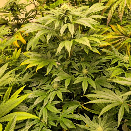 Purple Punch RQS. Week 10