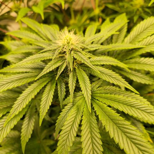 Purple Punch RQS. Week 10