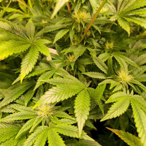 Purple Punch RQS. Week 10