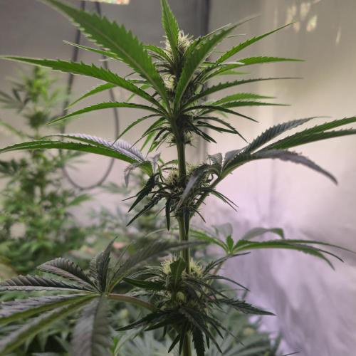 Pink Gelato. Week 10