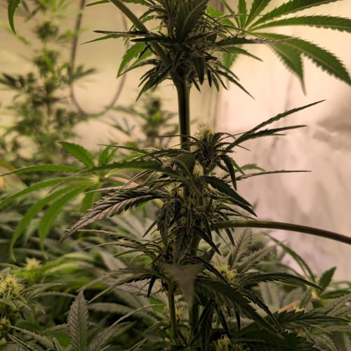 Pink Gelato. Week 10