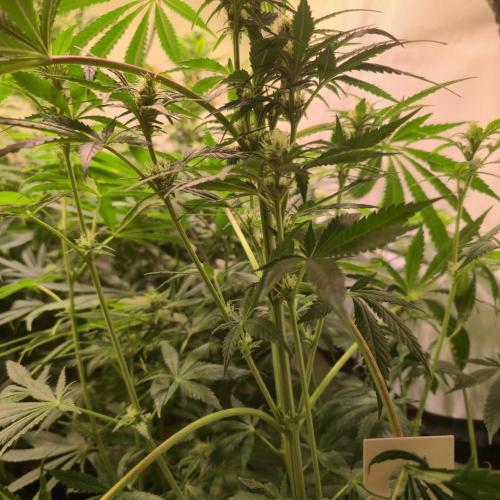 Pink Gelato. Week 10