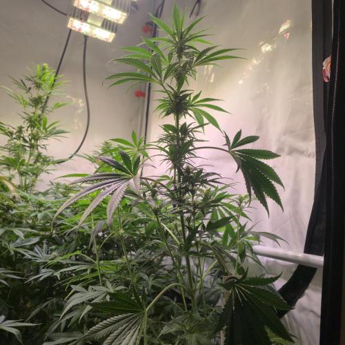 Pink Gelato. Week 10