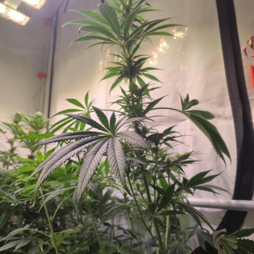 Pink Gelato. Week 10