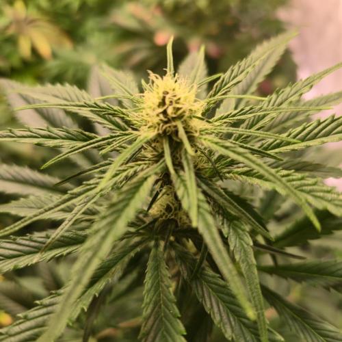 Pink Gelato. Week 10