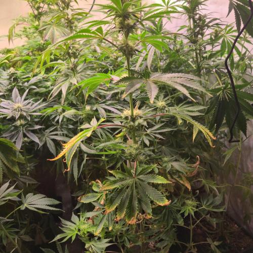 Pink Gorilla RQS. Week 10