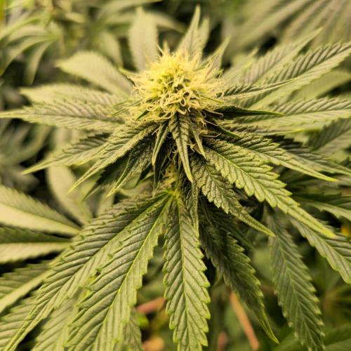 Pink Gorilla RQS. Week 10