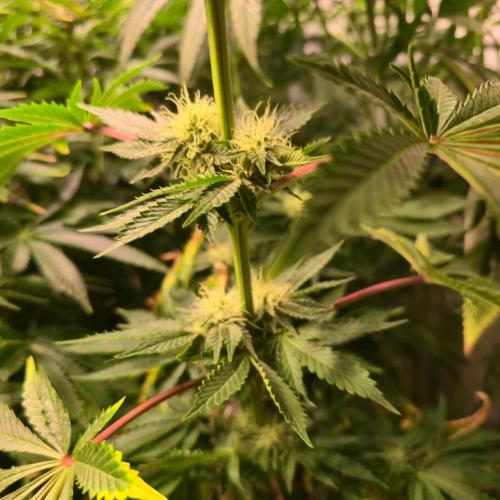 Pink Gorilla RQS. Week 10