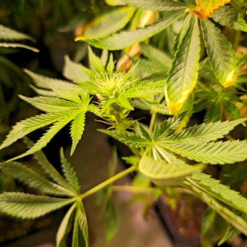 Pink Gorilla RQS. Week 10