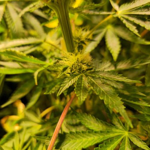 Pink Gorilla RQS. Week 10