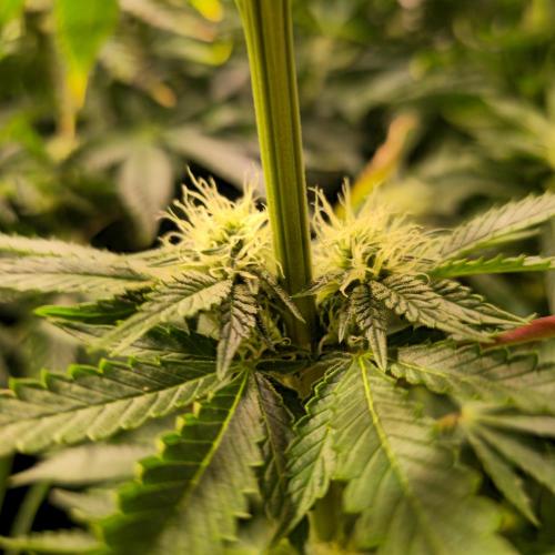 Pink Gorilla RQS. Week 10