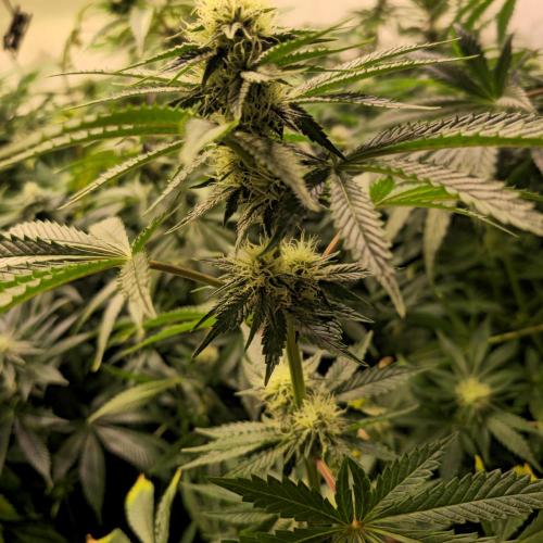 Pink Gorilla RQS. Week 10