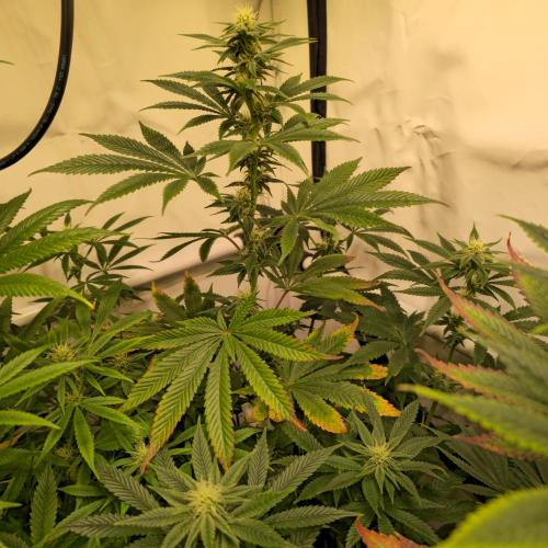 Papaya Stank. Week 10