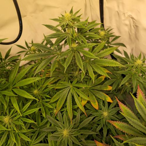 Papaya Stank. Week 10