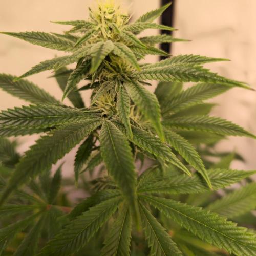 Papaya Stank. Week 10