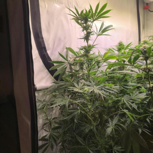 Apple Blossom. Week 10