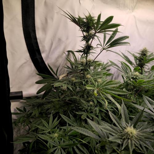 Apple Blossom. Week 10