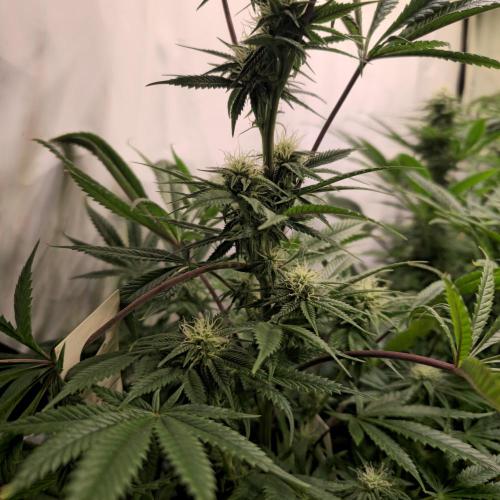 Apple Blossom. Week 10