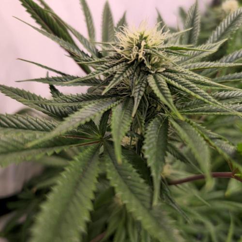 Apple Blossom. Week 10