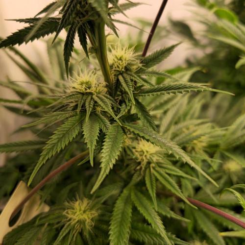 Apple Blossom. Week 10