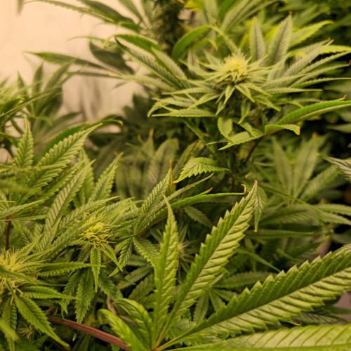 Apple Blossom. Week 10