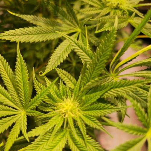 Apple Blossom. Week 10