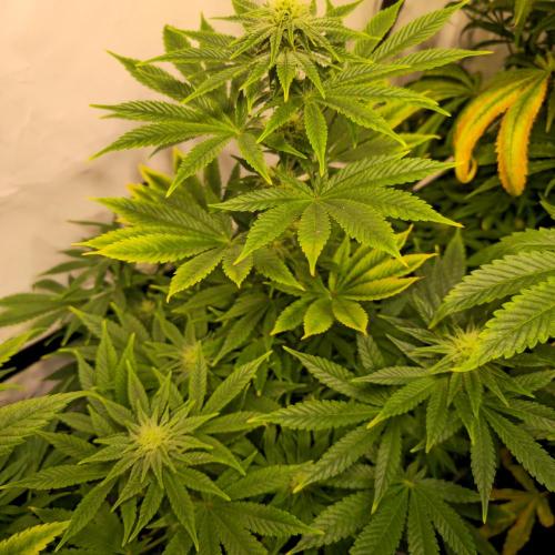 Original Oreoz. Week 10