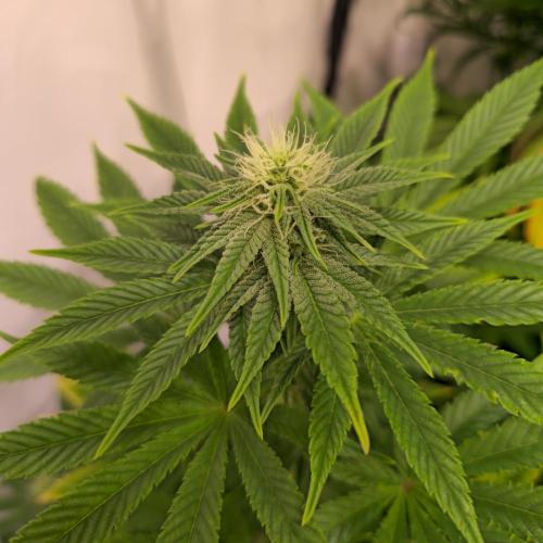 Original Oreoz. Week 10