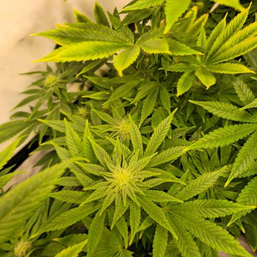 Original Oreoz. Week 10