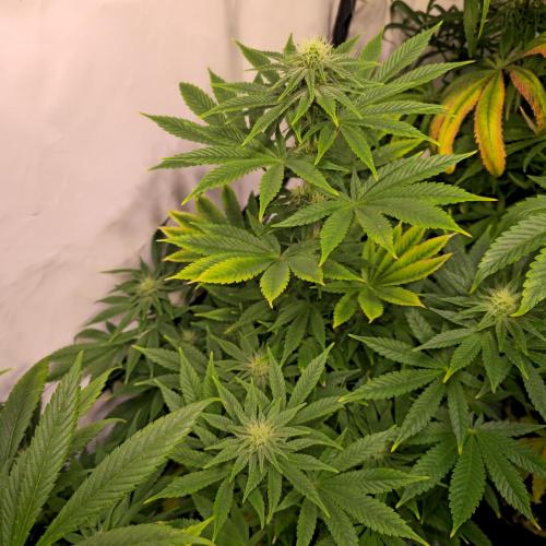 Original Oreoz. Week 10