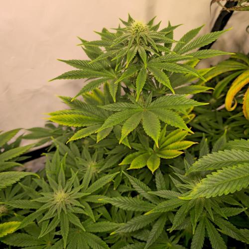 Original Oreoz. Week 10