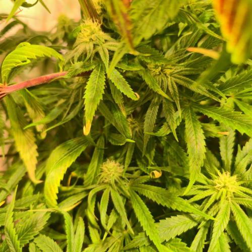 Trentra Sunrise. Week 10