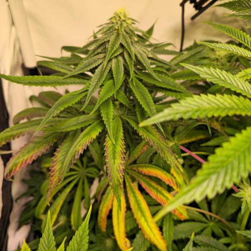 Trentra Sunrise. Week 10