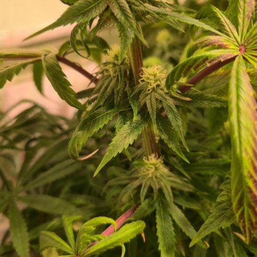 Trentra Sunrise. Week 10