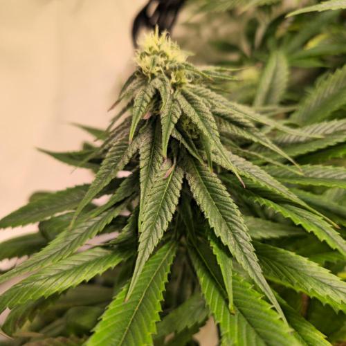 Trentra Sunrise. Week 10