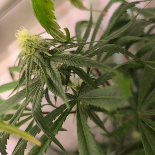 Trentra Sunrise. Week 10