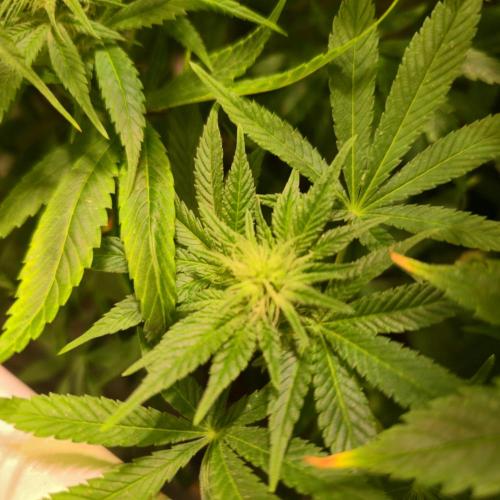 Trentra Sunrise. Week 10