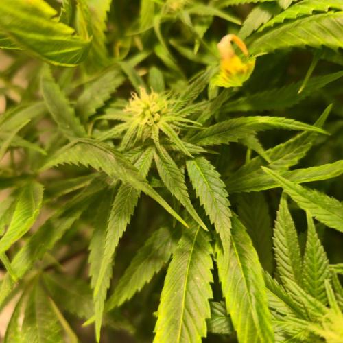 Trentra Sunrise. Week 10