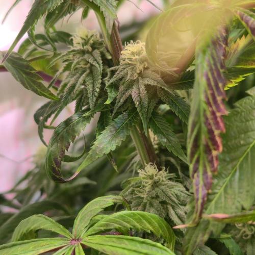 Trentra Sunrise. Week 11