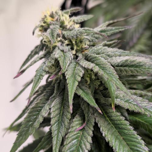 Trentra Sunrise. Week 11