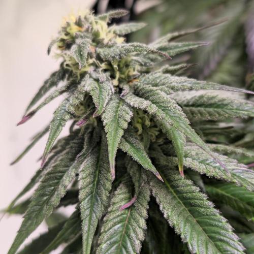 Trentra Sunrise. Week 11