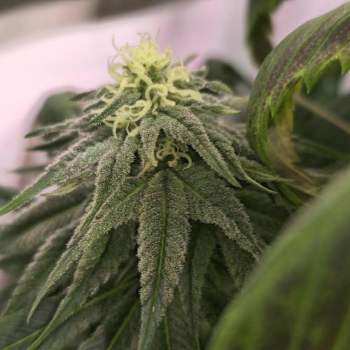 Trentra Sunrise. Week 11