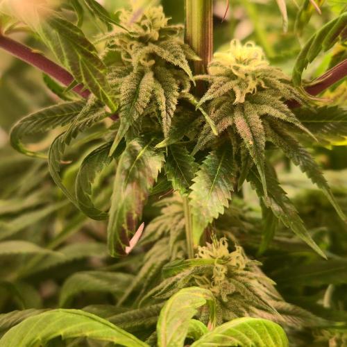 Trentra Sunrise. Week 11