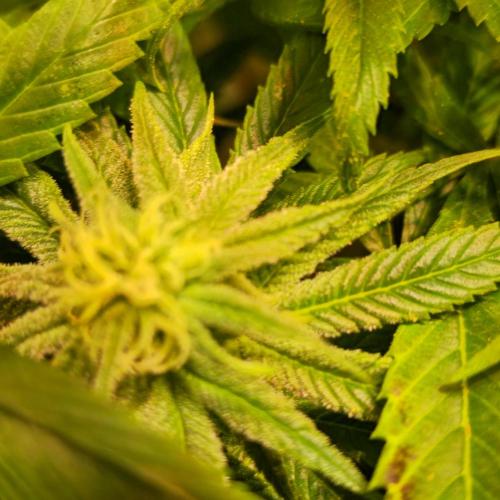 Trentra Sunrise. Week 11