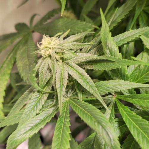 Trentra Sunrise. Week 11