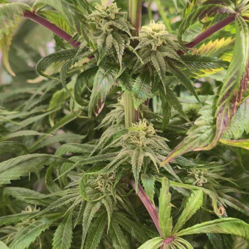 Trentra Sunrise. Week 11