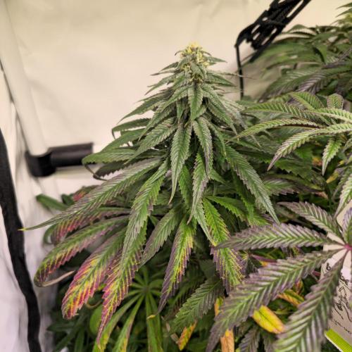 Trentra Sunrise. Week 11