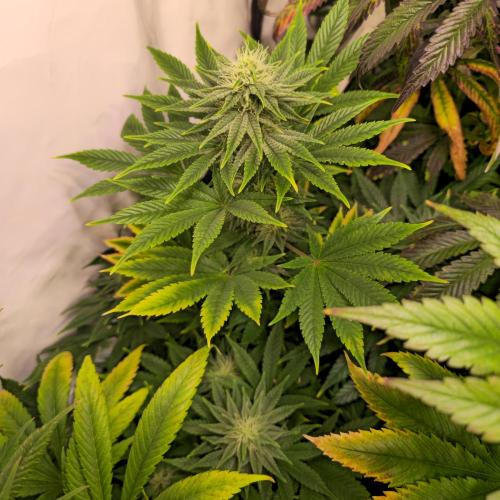 Original Oreoz. Week 11